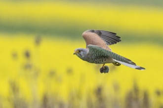A Common Kestrel (Falco tinnunculus) with a prey mouse flies over a flowering rape field Hesse,