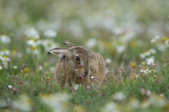 European brown hare (Lepus europaeus) juvenile leveret feeding in grassland with flowering