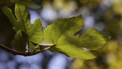 Green leaves in the sunlight, soft bokeh in the background, Rodini Park, municipal park, Rhodes
