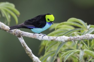 Paradise Tanager (Tangara chilensis) perched on a branch in Ecuador