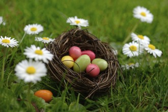 Sugar eggs in an Easter nest in the meadow with daisies