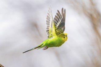 Budgerigar (Melopsittacus undulatus), flying from a branch, Bavaria, Germany, Europe