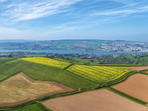 Rapeseed fields over the River Teign from a drone, Teignmouth, Shaldon, Devon, England, United