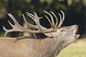 Red deer (Cervus elaphus) during the rutting season, a capital stag roaring in a forest clearing,