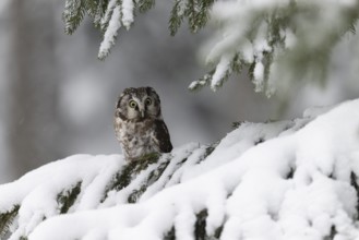 Long-eared owl (Asio otus) in a winter forest, Czech Republic, Europe