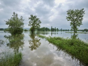 Trees standing in the flooded river Lorze, floodplain landscape, Reussspitz nature reserve,