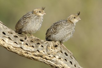 Gambel's Quail (Callipepla gambelii) juvenile, Arizona, USA, North America