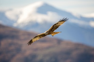 Red Kite (Milvus milvus) flying, Madrid, Spain, Europe