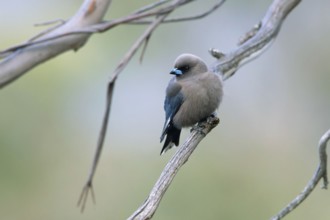 Dusky Woodswallow (Artamus cyanopterus) perched on a branch, Victoria, Australia, Oceania