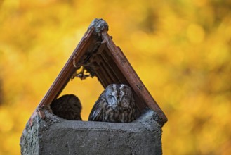 Tawny Owl (Strix aluco) pair resting in a chimney, Baden-Wuerttemberg, Germany, Europe