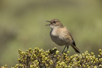 Sickle-winged Chat (Emarginata sinuata) singing from bush, Sani Pass, Lesotho, Africa