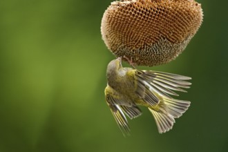 European Greenfinch (Chloris chloris) male at a sunflower (Helianthus annuus), Mecklenburg-Western