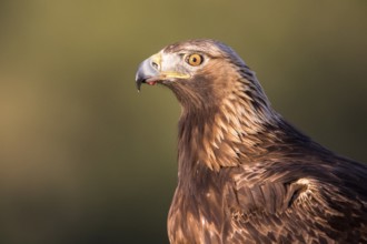 Golden Eagle (Aquila chrysaetos) female, Andalusia, Spain, Europe