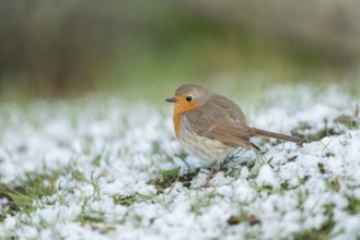 European Robin (Erithacus rubecula) on snowy field, Sweden, Europe