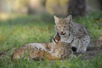 Eurasian Lynx (Lynx lynx) one sleeping and one playful cub, North Rhine-Westphalia, Germany, Europe