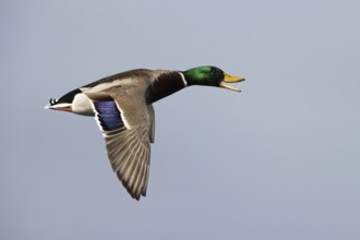 Mallard (Anas platyrhynchos) male calling in fligth, Smaland, Sweden, Europe