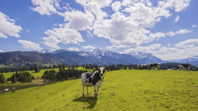 Cows on the pasture, Ostallgäu, Allgäu, Bavaria, Germany, Europe