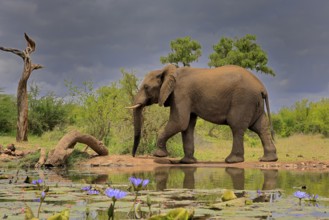 African elephant (Loxodonta africana), adult, male, bull, at the water, Kruger National Park,