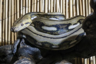 Reticulated python (Malayopython reticulatus), curled, captive, Germany, Europe