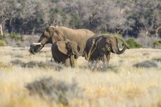 Desert elephants (Loxodonta africana) in the Ugab dry river, Damaraland, Kunene region, Namibia,