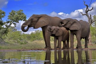 African elephant (Loxodonta africana), adult, female, mother, two young, mother with young, at the