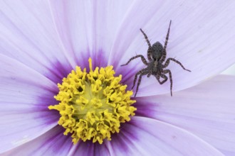 Runner wolf (Pardosa sp.) crawling on a purple flower with yellow centre, Hesse, Germany, Europe