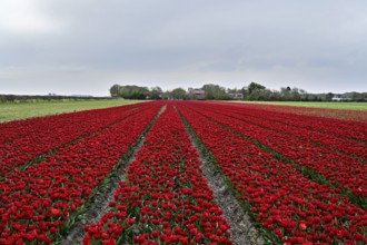 Tulip field with intense red flowers as a splash of colour in nature, Tulips (Tulipa), Texel, North