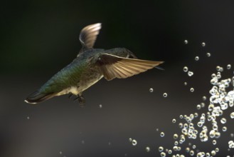 Anna's hummingbird (calypte anna) enjoying the water fountain drops