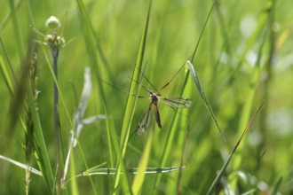 Crane fly (Tipulidae), Nephrotoma, Long-horned fly, Insect, Macro, Crane fly clings with its long