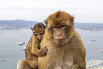 Repeat scene of a monkey with young, sea and city in the distance, Gibraltar, Barbary macaque