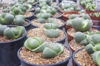Small succulent plants background. greenhouse, top view, floral texture