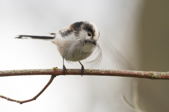 A long-tailed tit (Aegithalos caudatus) sitting on a branch and holding a feather in its beak,