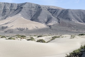 Dune landscape, Playa de Famara, Lanzarote, Canary Islands, Spain, Europe