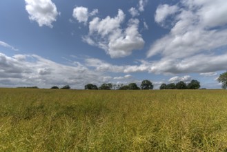 Ripe rape field (Brassica napus), cloudy sky Mecklenburg-Vorpommern, Germany, Europe
