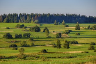 Juniper heaths, Hochrhönstraße, UNESCO biosphere reserve, near Hausen, Rhön, Bavarian Rhön, Rhön,