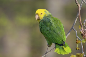 Yellow-headed Amazon (Amazona oratrix belizensis), on a sycamore branch, Stuttgart,