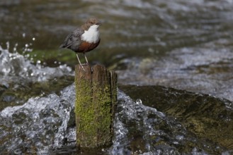 White-throated Dipper (Cinclus cinclus) singing on an old wooden pole in the water, Austria, Upper