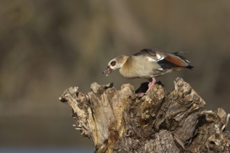 Egyptian goose (Alopochen aegyptiaca) adult bird feeding on a tree stump, Suffolk, England, United