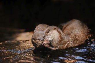 Dwarf otter or oriental small-clawed otter (Aonyx cinerea), feeding on adults, captive, occurring