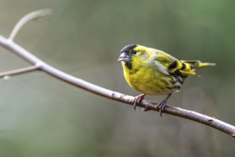 Male of Eurasian Siskin, Spinus spinus, bird in forest at winter sun