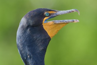 Double-crested cormorant (Phalacrocorax auritus), portrait, in spring, Wakodahatchee Wetlands,