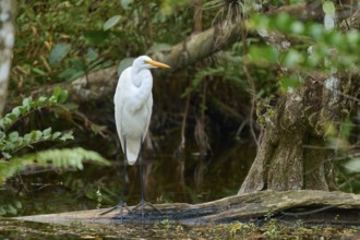 Great Egret (Ardea alba), in the swamp by the water, spring, Everglades National Park, Florida,