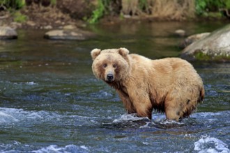 Grizzly bear (Ursus arctos horribilis), adult, in the water, in summer, foraging, Brookes River,
