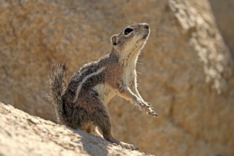 Antelope gopher, (Ammospermophilus harrisii), adult, on tree, foraging, Sonoran Desert, Arizona,