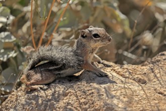 Antelope gopher, (Ammospermophilus harrisii), adult, on tree, foraging, Sonoran Desert, Arizona,