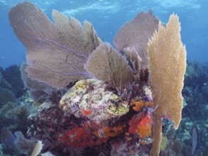 Multi-coloured coral formations underwater, consisting of various coral species and common sea fan