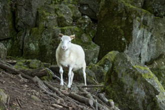 Sheep, white Domestic sheep (Ovis gmelini aries) with horn on volcanic basalt rocks, basanite,
