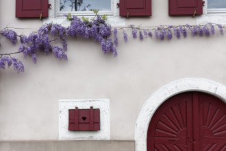 Farmhouse façade covered with wisteria, windows with hearts, purist, Sulzburg, Markgräflerland,
