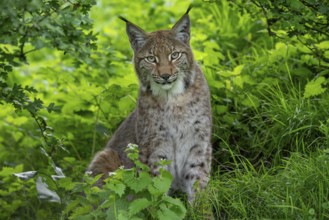 Eurasian lynx (Lynx lynx) resting in thicket of forest