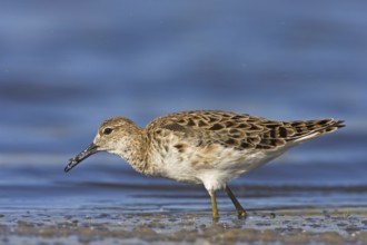 Ruff (Philomachus pugnax), female, Narew, Bialystok, Podlasie, Poland, Europe